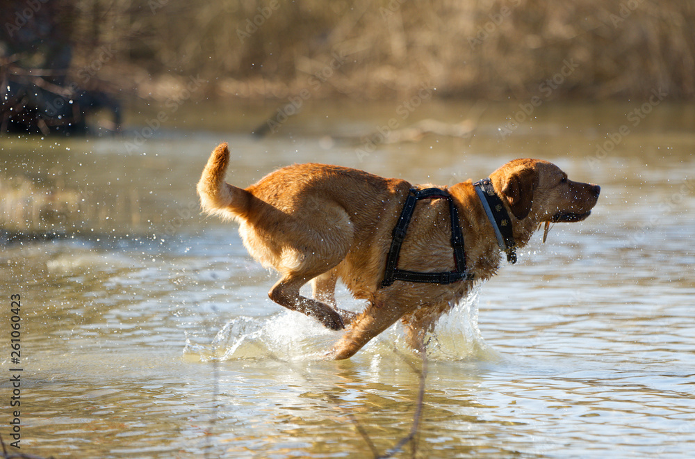 Fuchsroter Labrador Retriever rennt in den See Fuchsroter Labrador Retriever rennt in den See