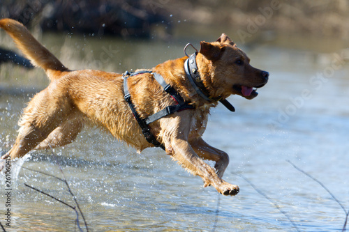 Fuchsroter Labrador Retriever rennt in den See