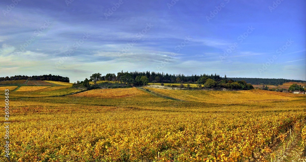 Vignoble de la côte Chalonnaise à Mercurey en automne.