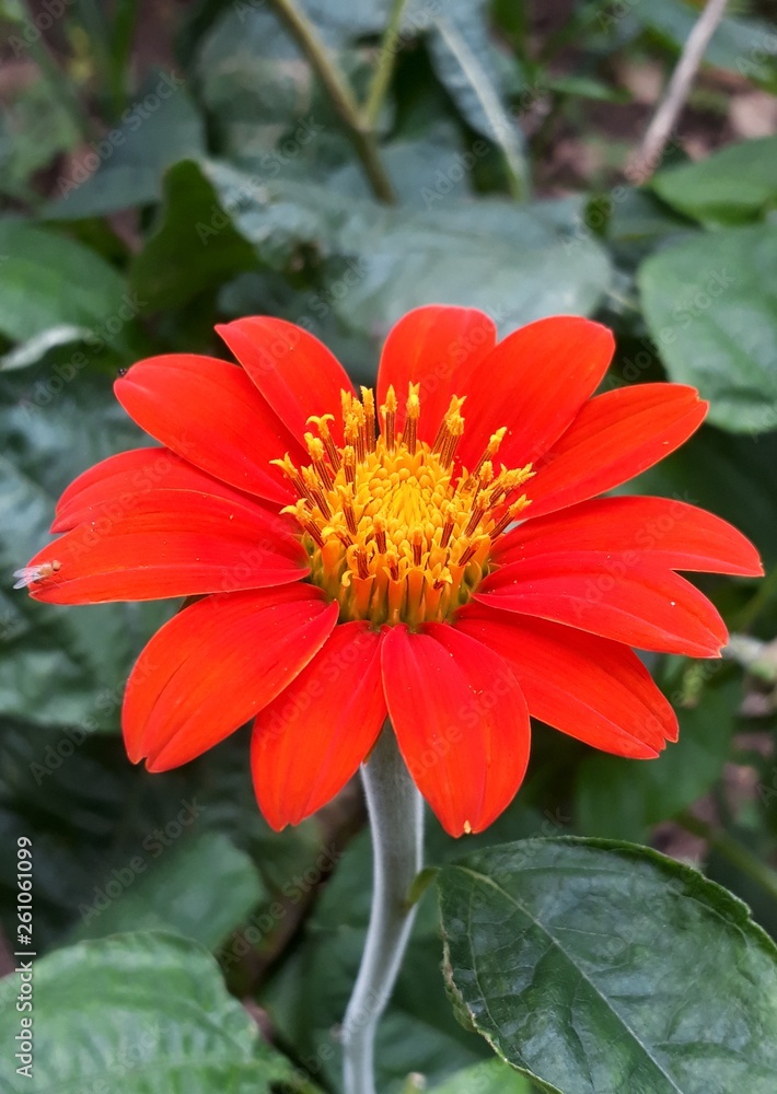Red Daisy Flower Red Daisy Flower