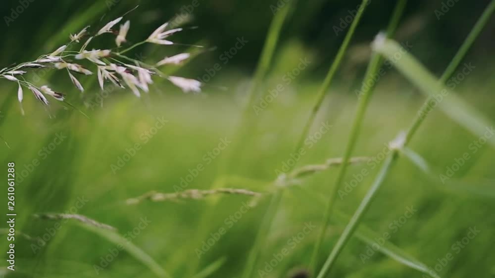 Close-up view of green field grass fluttering in a wind. Close-up view of green field grass fluttering in a wind.