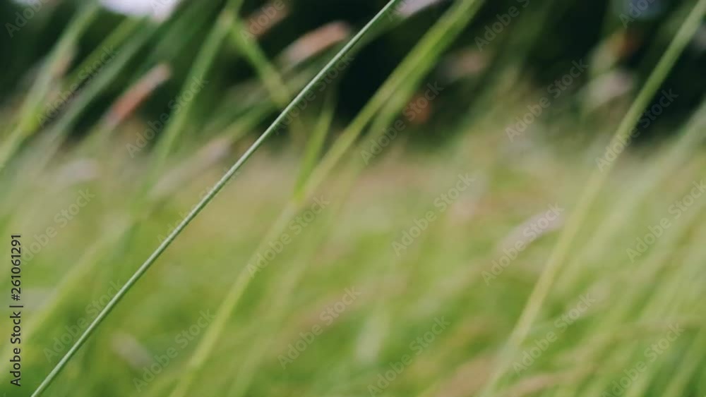 Close-up of long green grass fluttering in a windy field. Close-up of long green grass fluttering in a windy field.