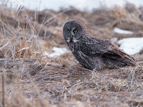 Great Grey Owl Sitting on Dry Grass in Winter
