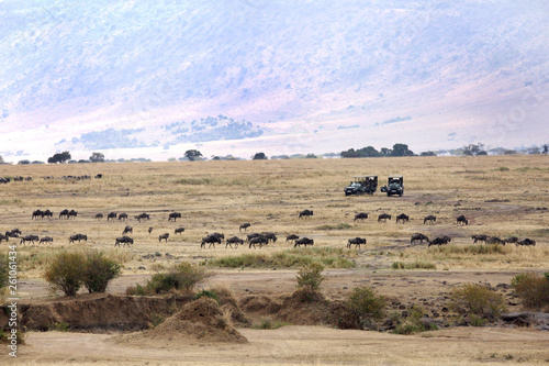 Fototapeta Naklejka Na Ścianę i Meble -  Tourists enjyoing game drive in Masai Mara National Reserve
