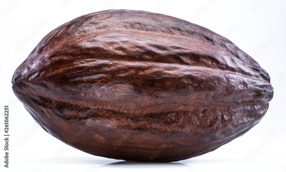 Brown cocoa pod isolated on a white background.