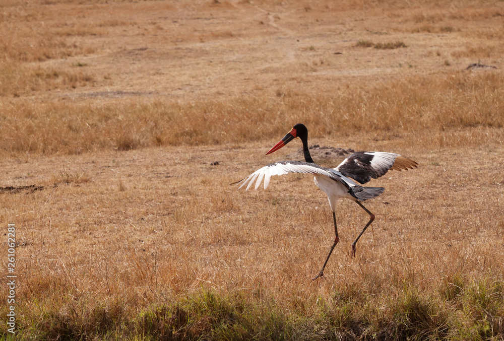 Saddle-billed stork landing at Masai mara, Kenya
