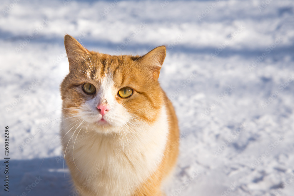 Cat portrait. Beautiful ginger cat in the snow in nature. copy space