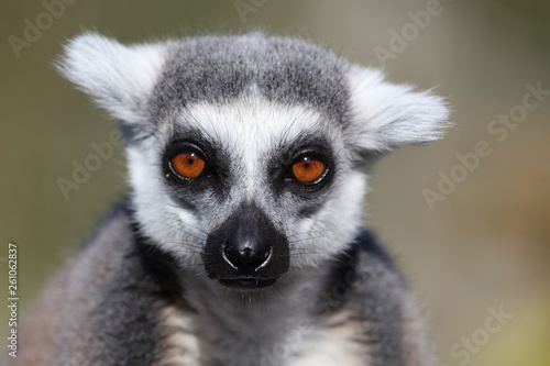 Katta / Ring-tailed Lemur / Lemur catta © Ludwig