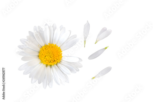 Gänseblümchen (Bellis perennis) mit separaten Blütenblättern photo