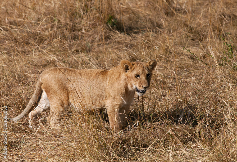Lion cub, Masai Mara, Kenya Lion cub, Masai Mara, Kenya