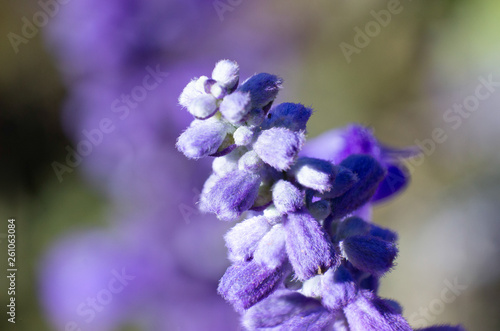 purple flower macro