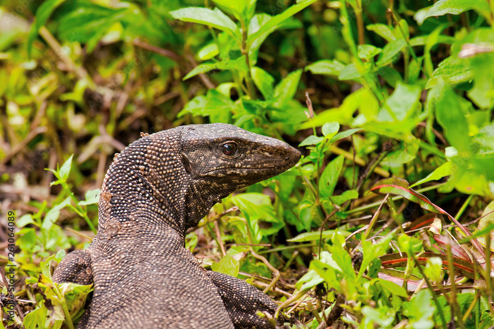 Monitor lizard (Varanus) Monitor lizard (Varanus)