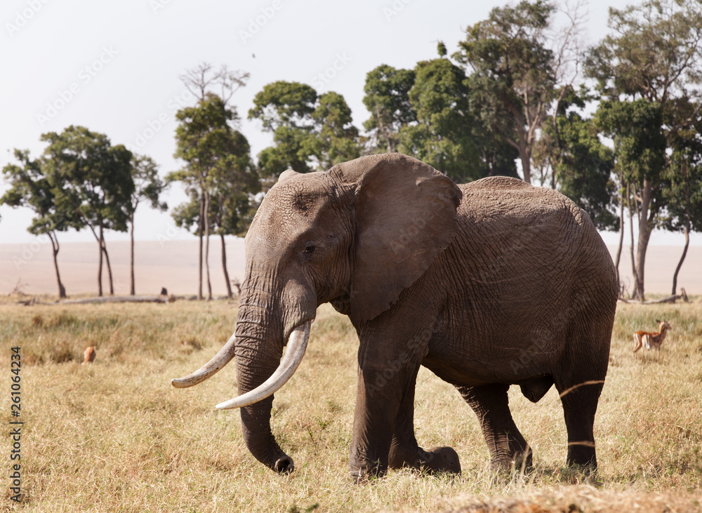 Fototapeta premium African elephant at Masai Mara, Kenya