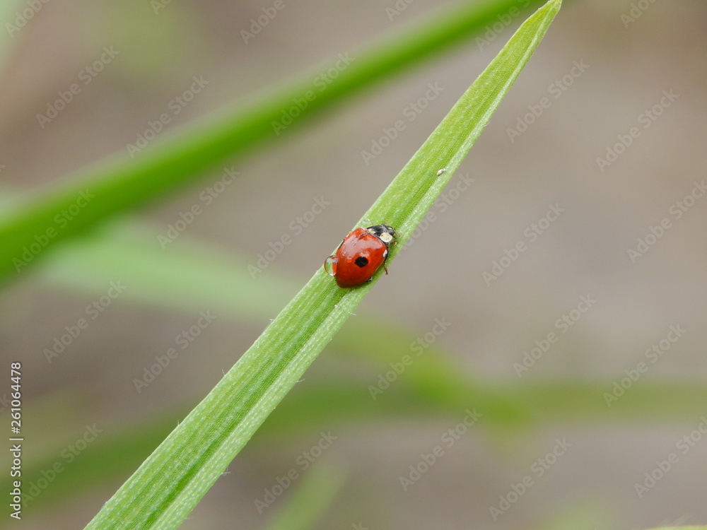 ladybug on green grass ladybug on green grass