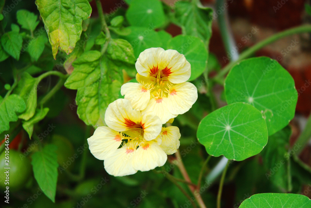 Blooming cress Nasturtium and tomato Blooming cress Nasturtium and tomato