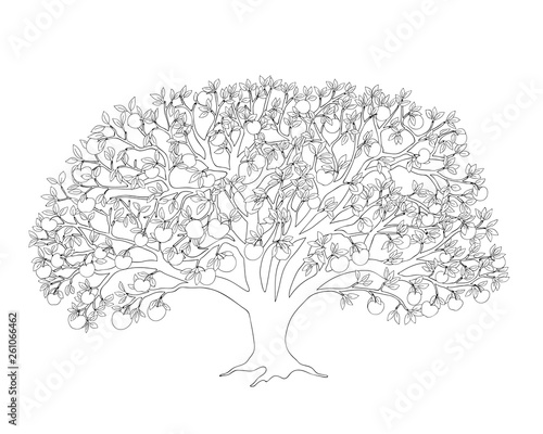 apple tree with leaves and apples black outline