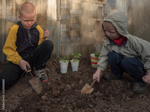 Happy little kids in gray jacket, digging earth with spatula in greenhouse. Helping mom plant green peppers, tomatoes and eggplant in soil. Fresh green young seedlings in pot. View from above.