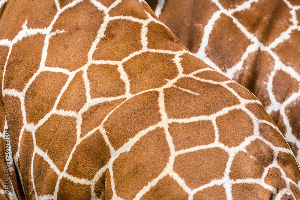 Wild african animals Wild african animals
