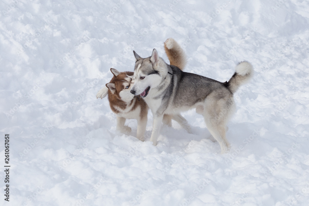 Naklejka premium Two siberian husky are playing on a white snow in the park. Pet animals.