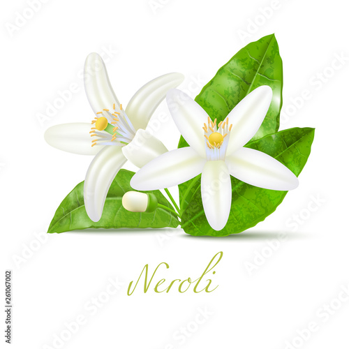 Neroli Flowers and Leaves in Realistic Style