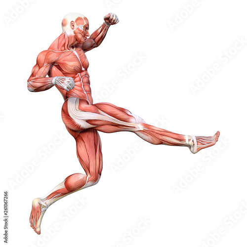 Slika na platnu 3D Rendering Male Anatomy Figure on White