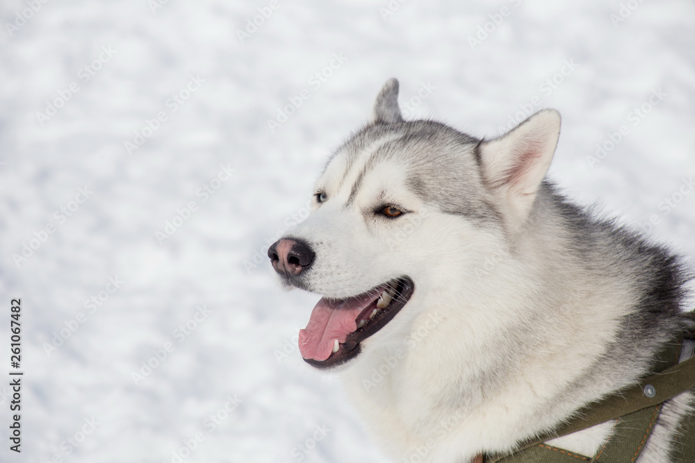 Cute siberian husky is yawning on a bright sunny day in the park. Pet animals.