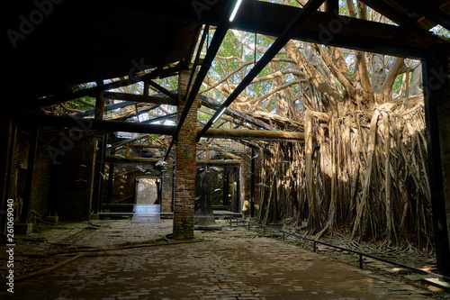 Huge vine root of banyan trees covered building at Former Tait   Co. Merchant House  Popular site featuring Taiwan history exhibits in a former warehouse.