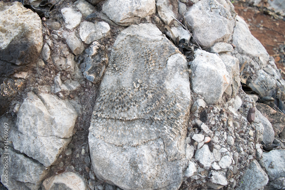 Obraz premium Fossils of primeval marine life 240 million years old