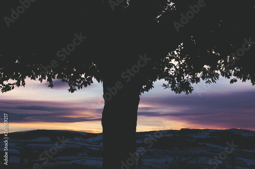 tramonto dietro l'albero