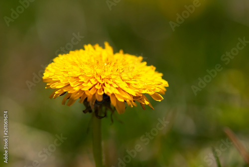 Yellow Dandelion Bloom