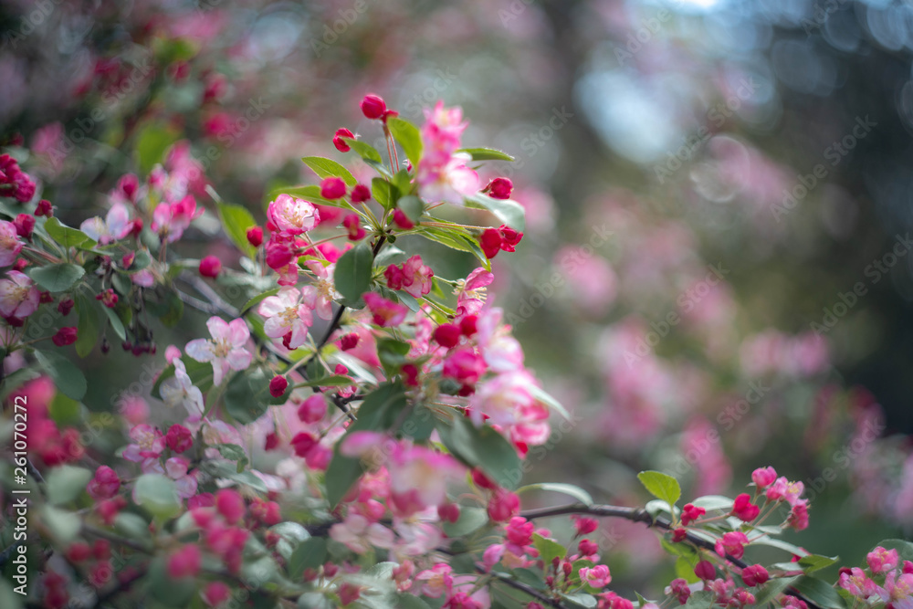 pink cherry flowers in the garden pink cherry flowers in the garden
