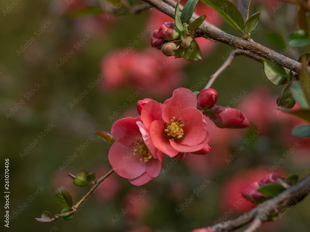 Japanese Quince or Chaenomeles japonica. Flowers of Chaenomeles japonica in the spring garden Japanese Quince or Chaenomeles japonica. Flowers of Chaenomeles japonica in the spring garden