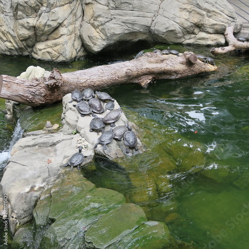 live turtles basking on stones at the pond