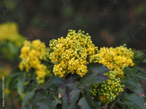 The Oregon Grape (Mahonia aquifolium) spring bloom.