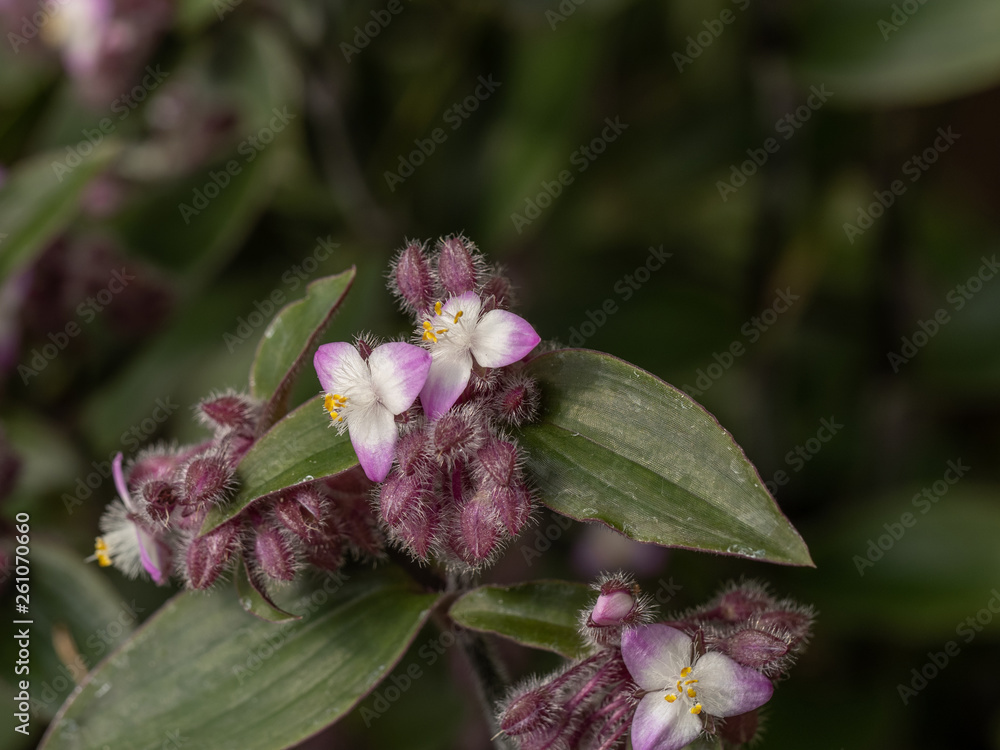 Close up Tradescantia zebrina plant in nature garden Close up Tradescantia zebrina plant in nature garden