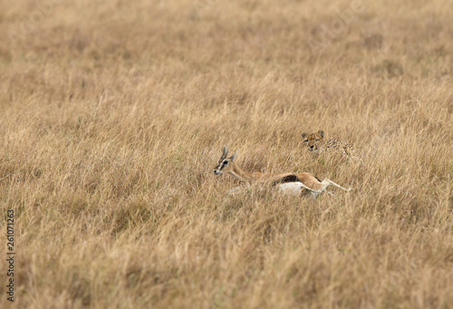 Cheetah after a Thomson's Gazelle, Masai Mara, Kenya © Dr Ajay Kumar Singh