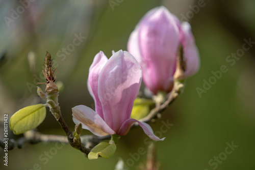 pink flowers of magnolia in the garden © Mariia