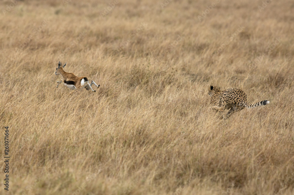 Cheetah chasing a Thomson's Gazelle, Masai Mara, Kenya Cheetah chasing a Thomson's Gazelle, Masai Mara, Kenya