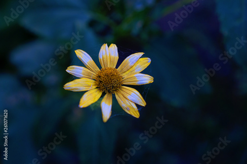 yellow flower