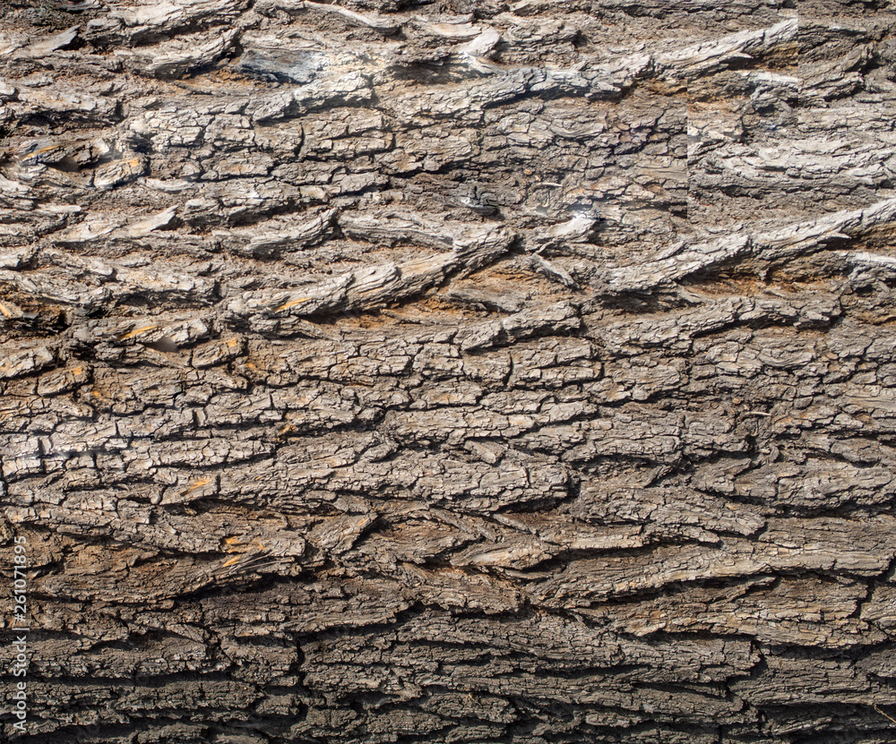 Karchevskaya Roshcha, the texture of the wood.