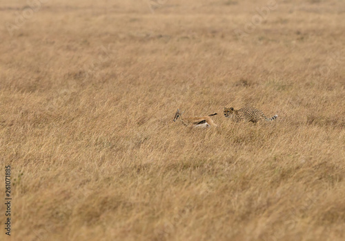 Cheetah chasing a Thomson's Gazelle, Masai Mara, Kenya