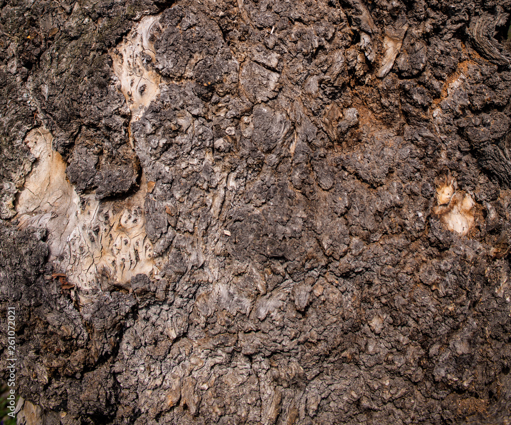 Karchevskaya Roshcha, the texture of the wood. Karchevskaya Roshcha, the texture of the wood.