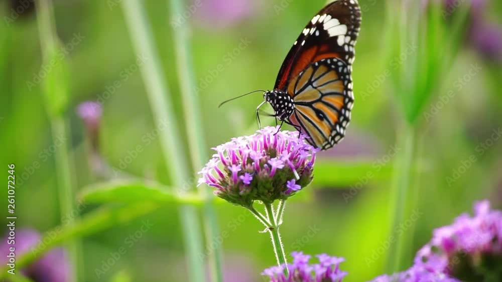 butterfly on flower butterfly on flower