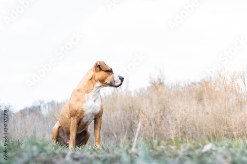 Portrait of a dog in nature. Staffordshire terrier dog enjoys beautiful spring day in a meadow or a park, hero shot view