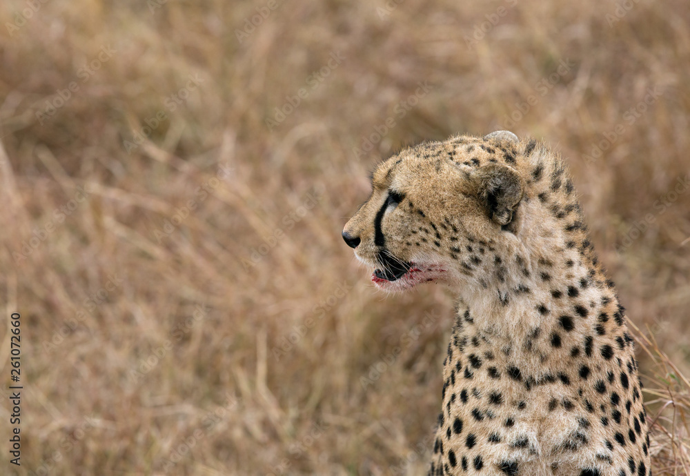Naklejka premium Cheetah in Savannah, Masai Mara