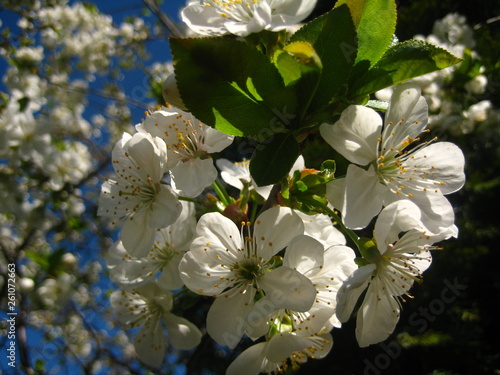 White flowers of cherry tree.