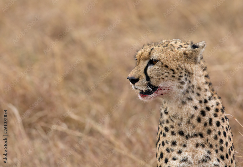 Closeup of a Cheetah, Masai Mara Closeup of a Cheetah, Masai Mara