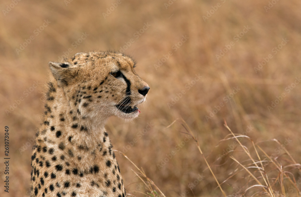 Naklejka premium Closeup of a Cheetah, Masai Mara