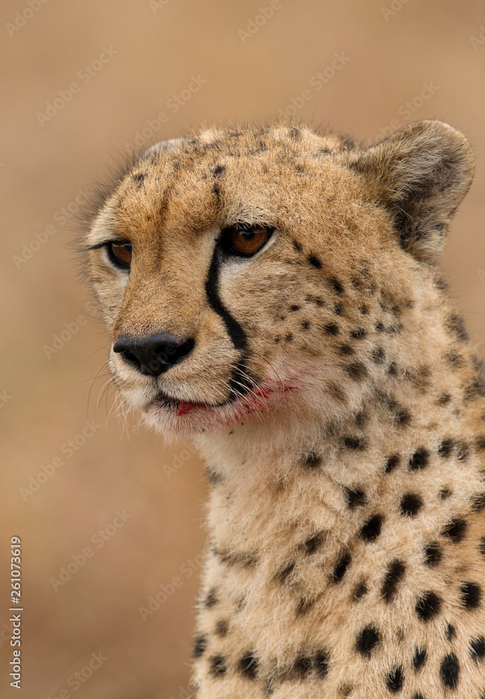 Portrait of a Cheetah, Masai Mara Portrait of a Cheetah, Masai Mara