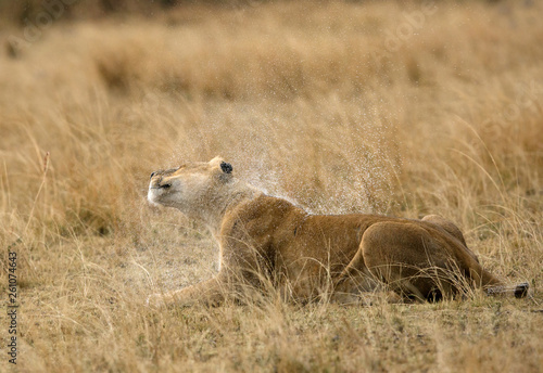 Lioness shaking off the water, Masai Mara 